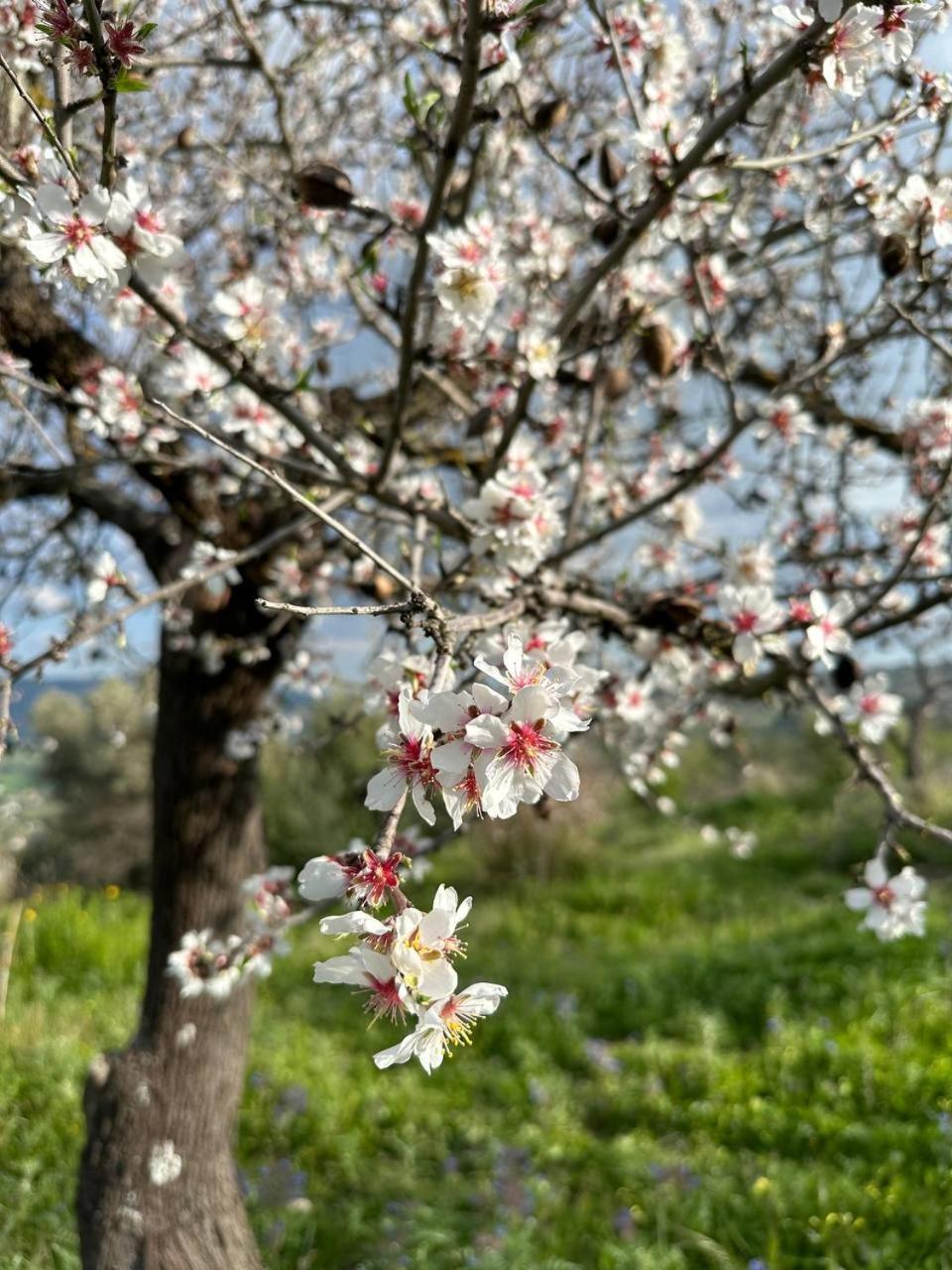 Roba Albanisi Hotel Aragona Kültér fotó